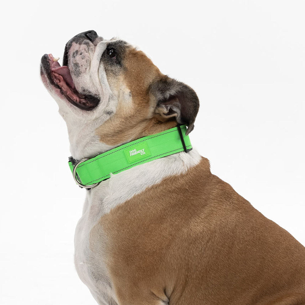 Are Dog Shock Collars Allowed in Australia? A Quick Guide