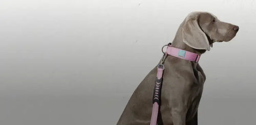 Flat vs. Rolled Collars: Which One Suits Your Dog Best?