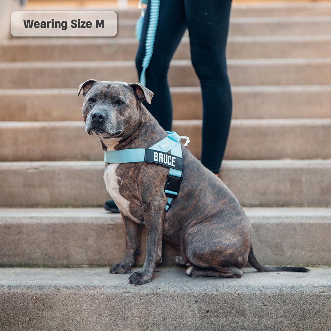 Dog Harness - Sky Blue