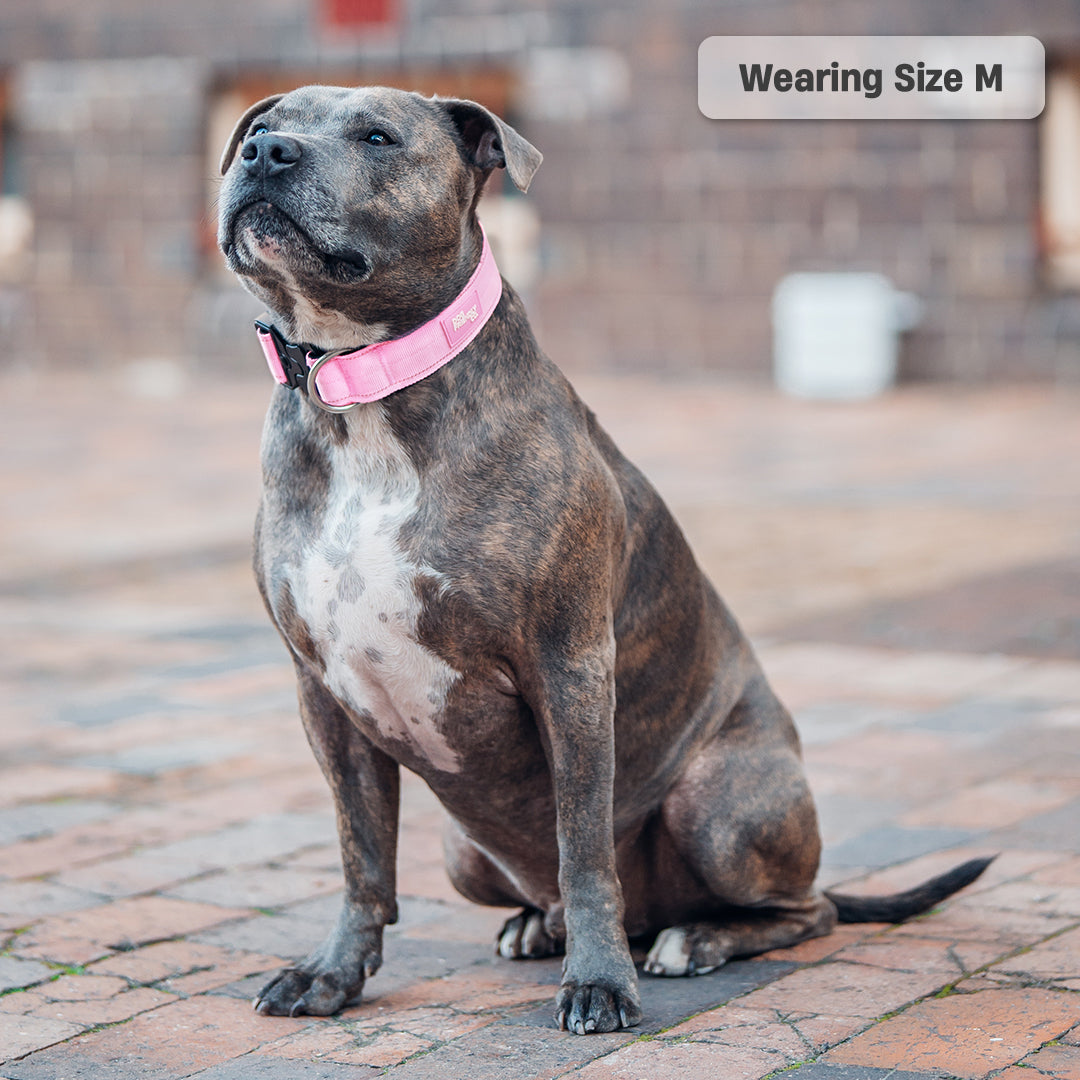 Collar Walk Set - Pink
