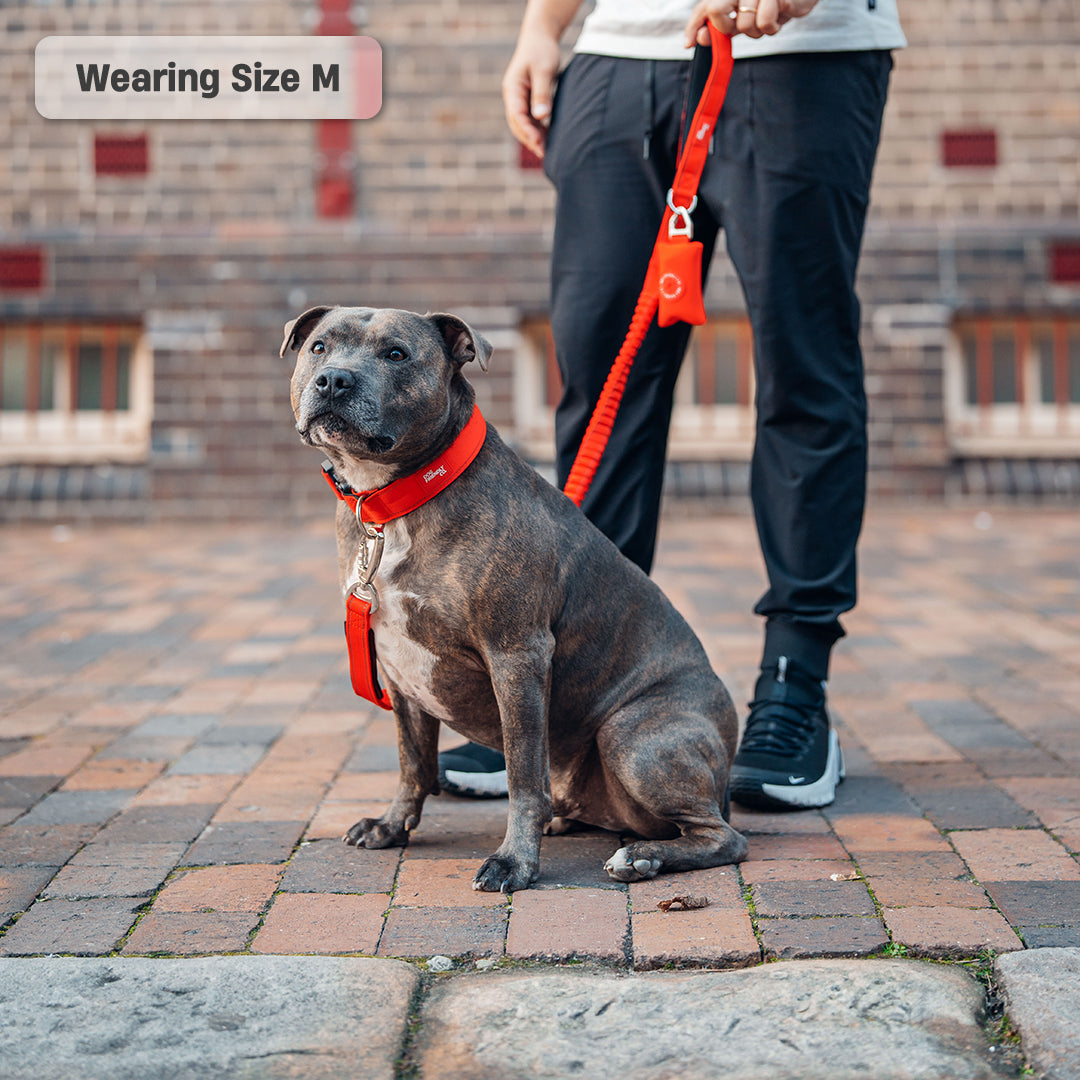 Collar Walk Set - Red