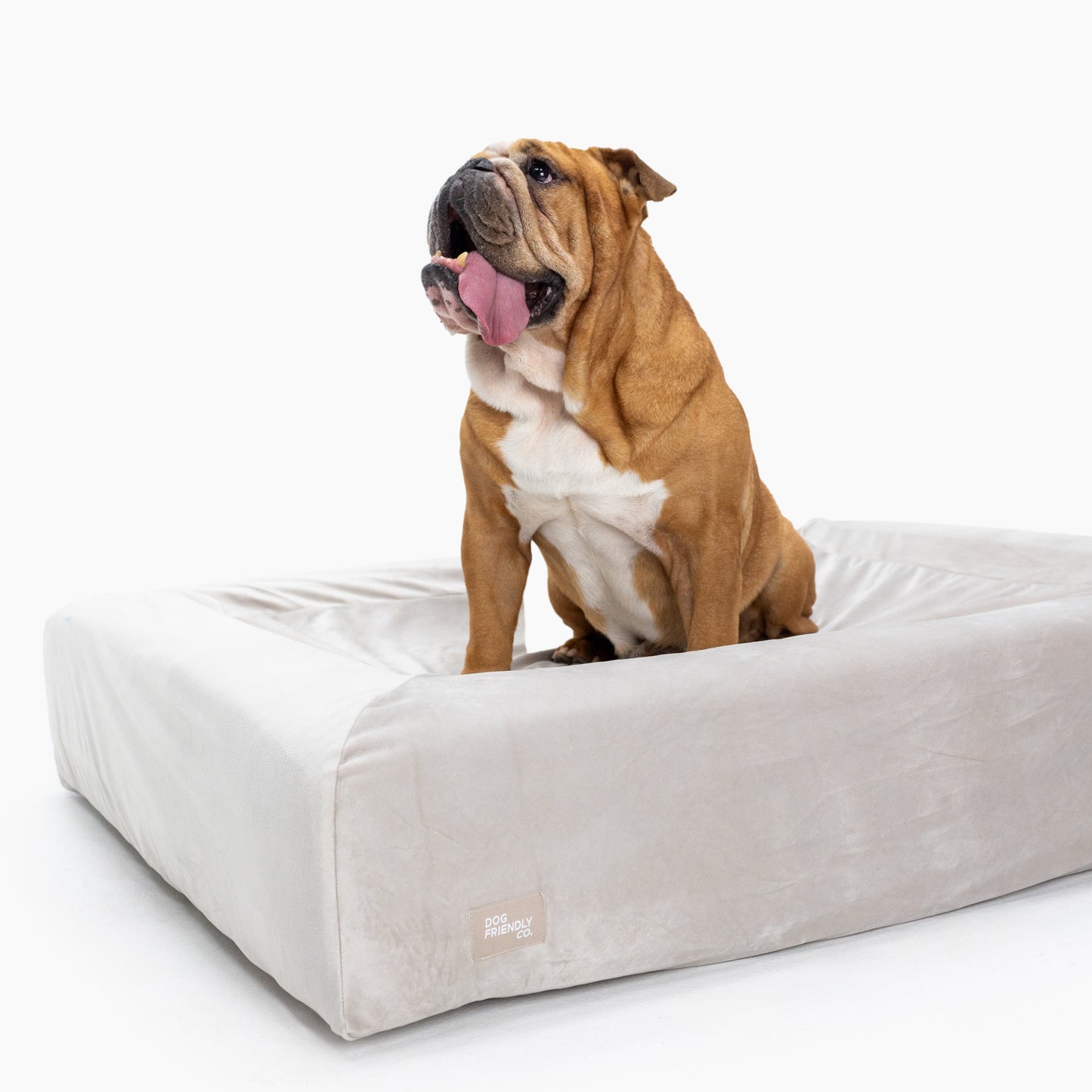 Velvet Easy Fit Dog Bed Cover - Champagne