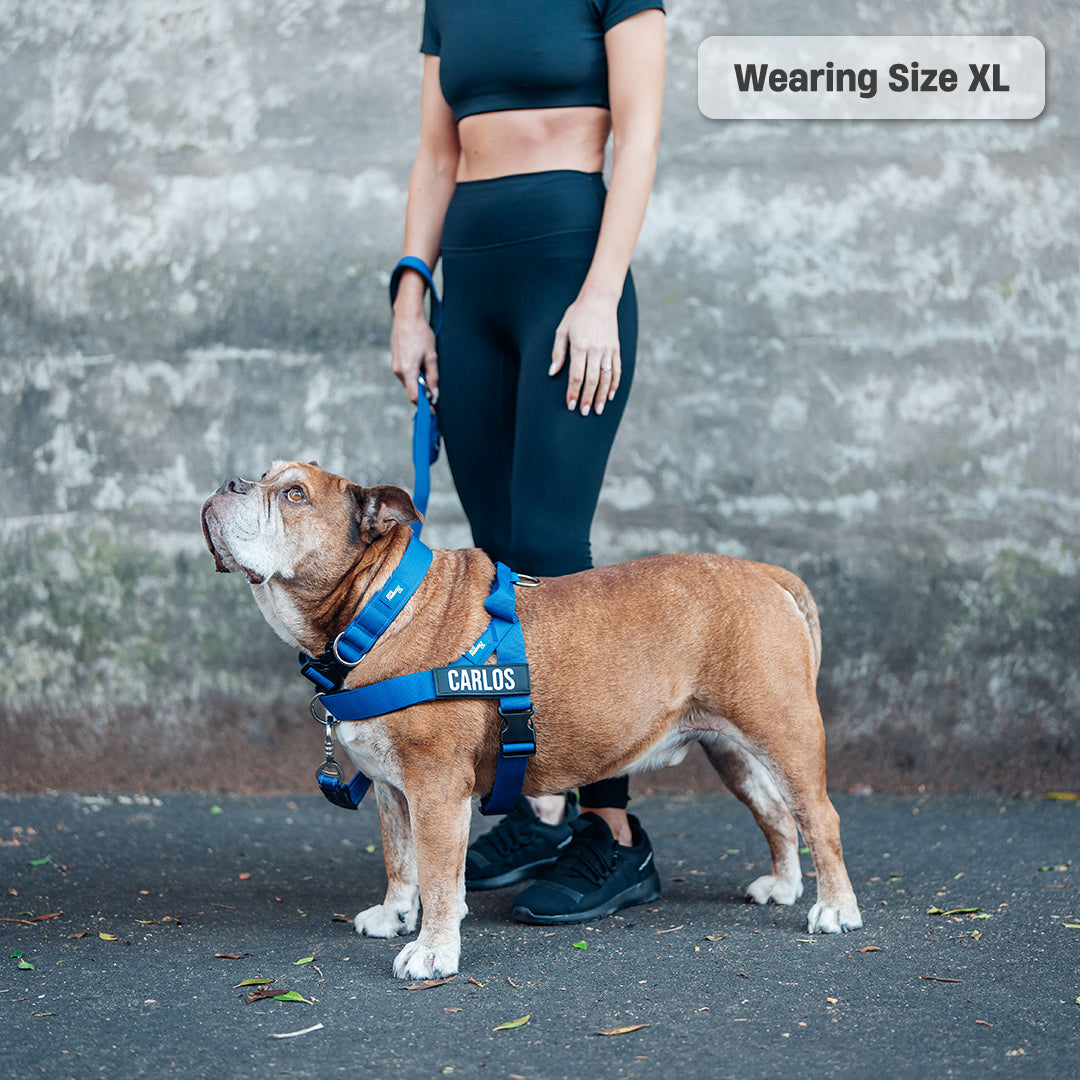 Walk Essentials - Classic Blue