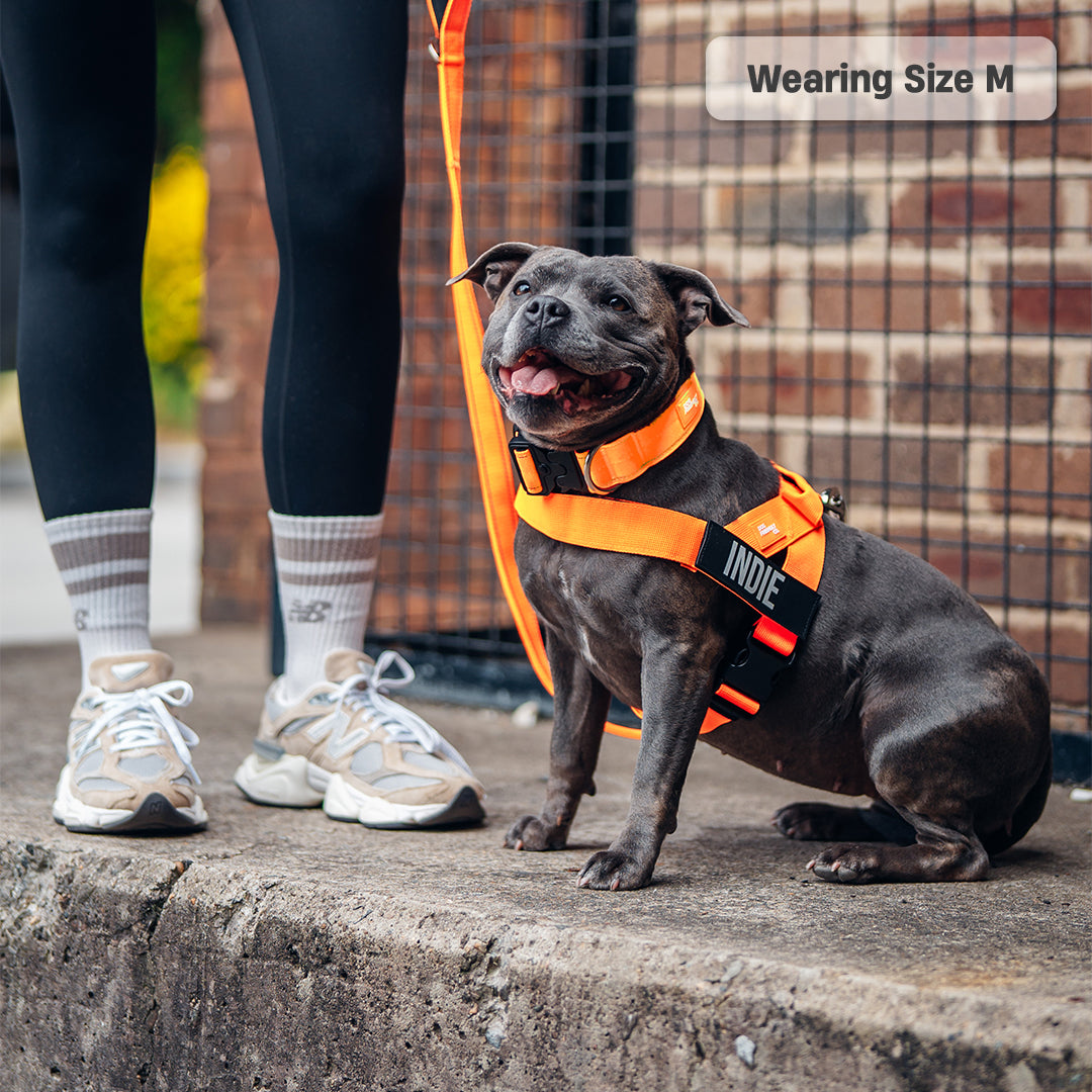 Walk Essentials - Hi-Vis Orange
