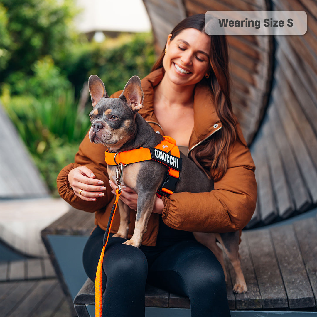 Walk Essentials - Hi-Vis Orange
