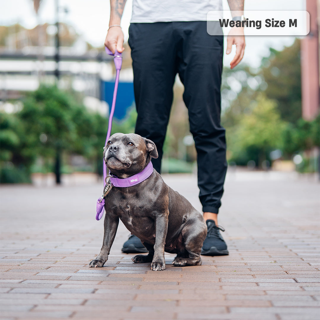 Walk Essentials - Purple