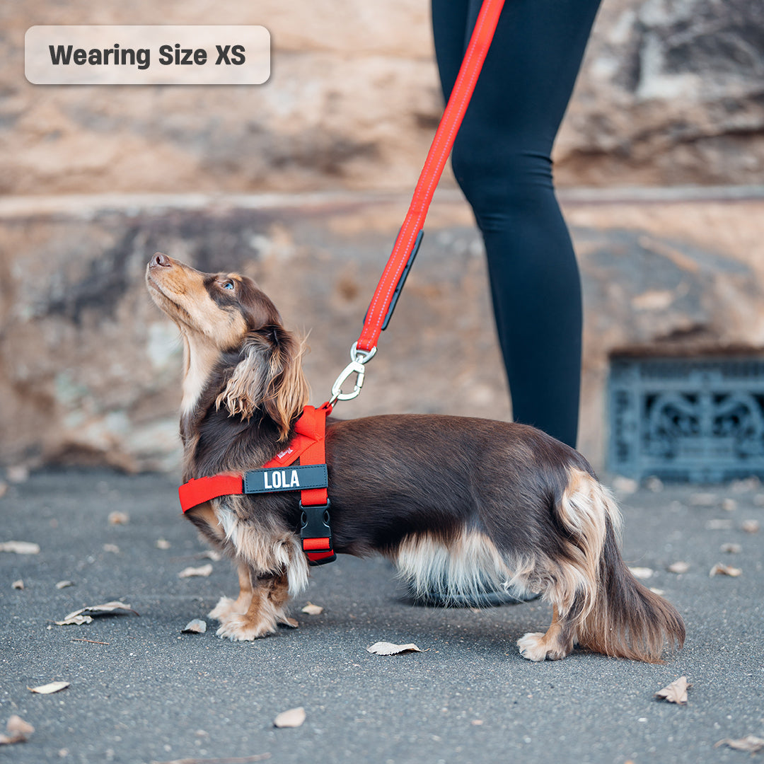 Walk Essentials - Red