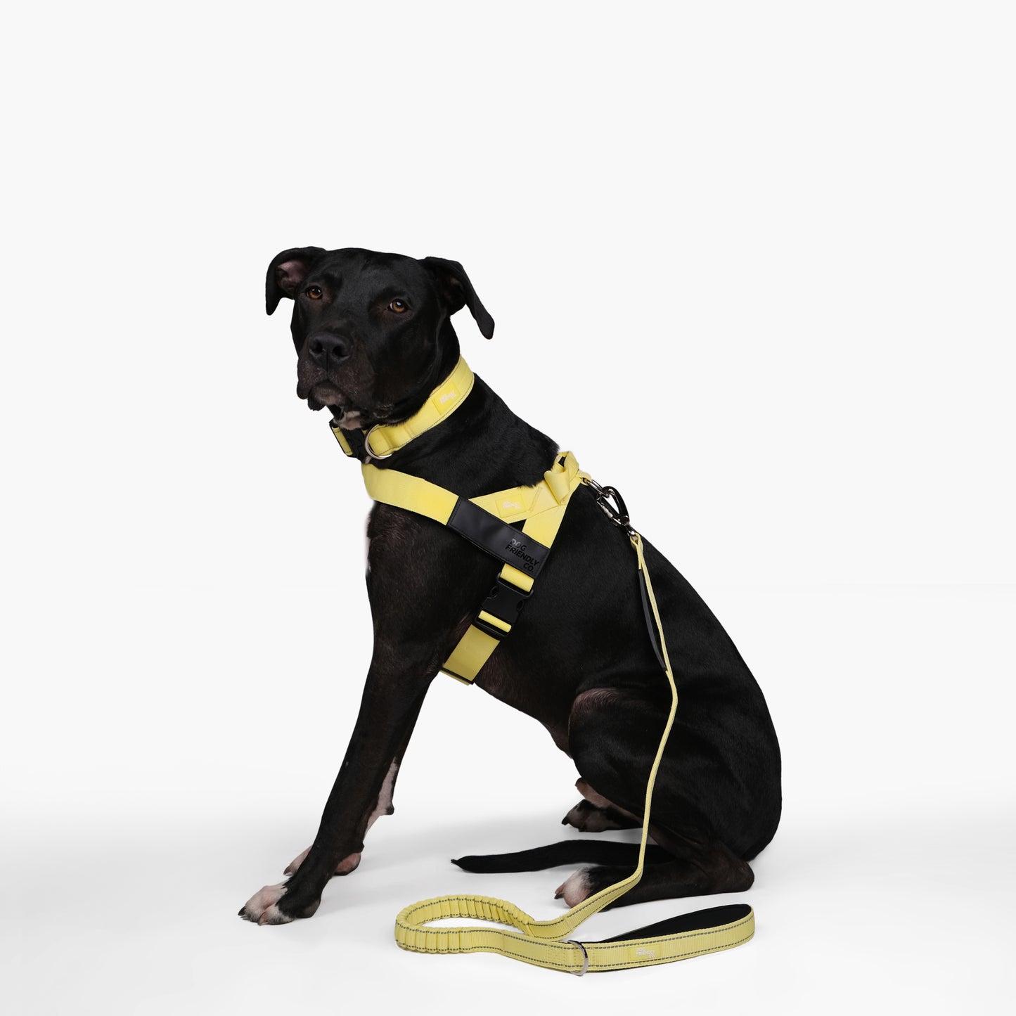 Dog Lovers Pack - Yellow