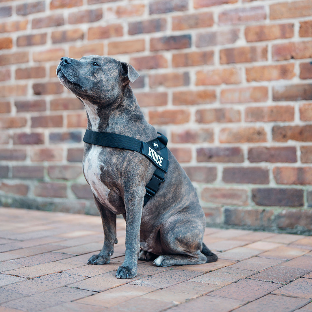 Dog Harness - Black