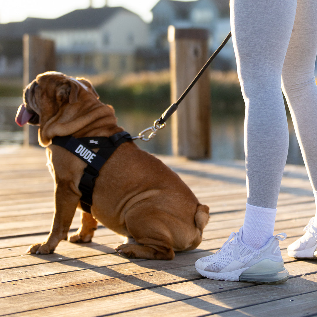 Dog Harness - Black