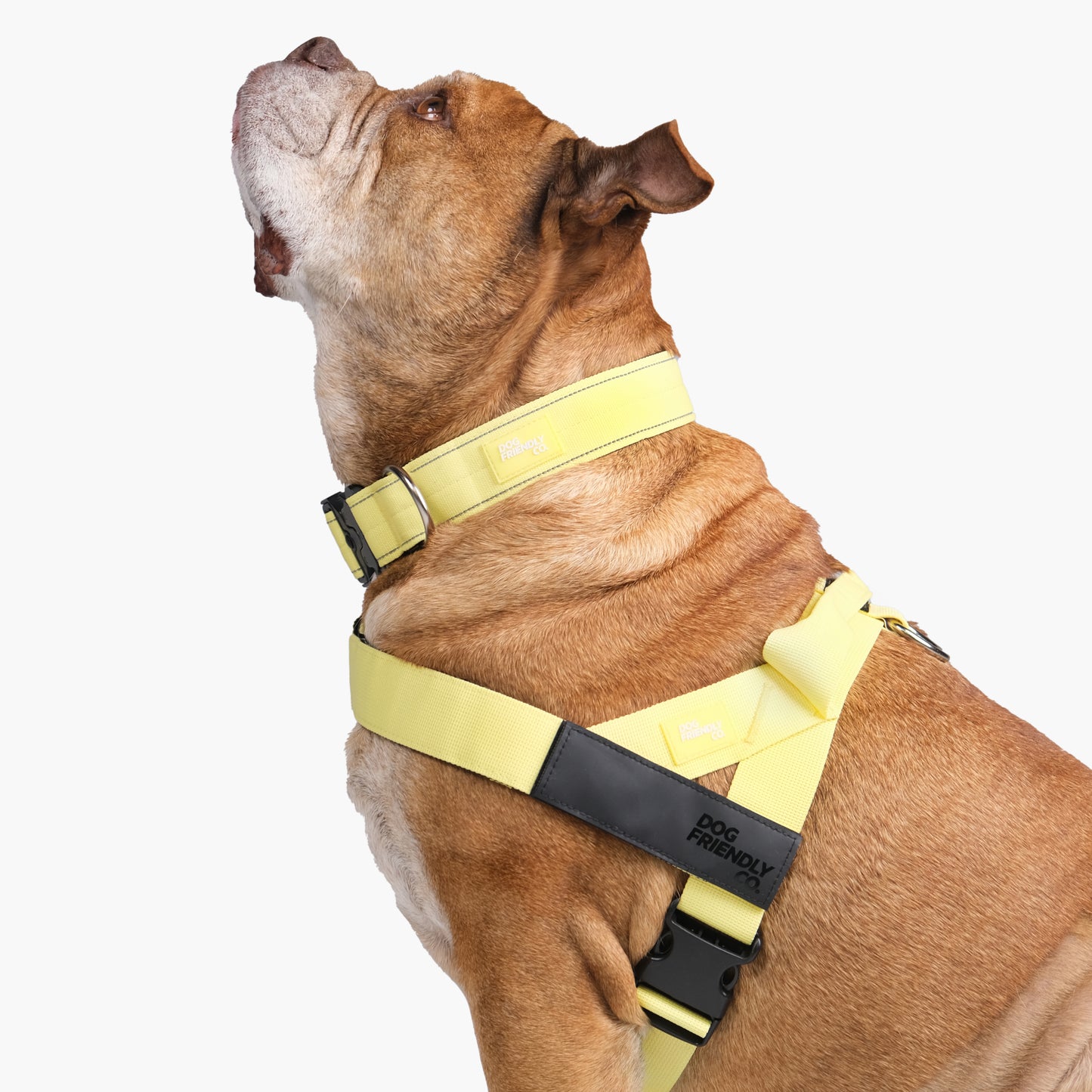 Dog Lovers Pack - Yellow
