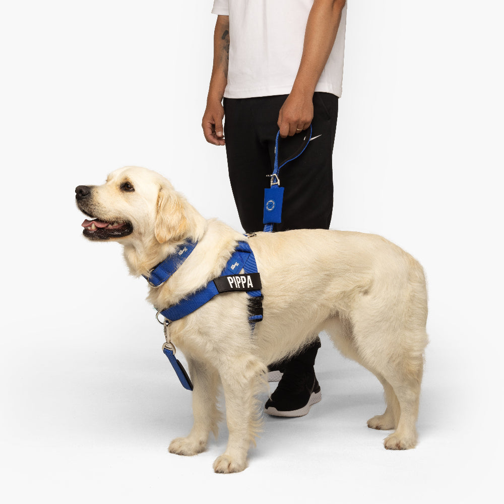 Dog Lovers Pack - Classic Blue