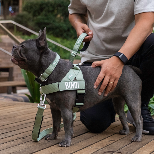 Is Your Dog’s Leash Helping or Holding Them Back?