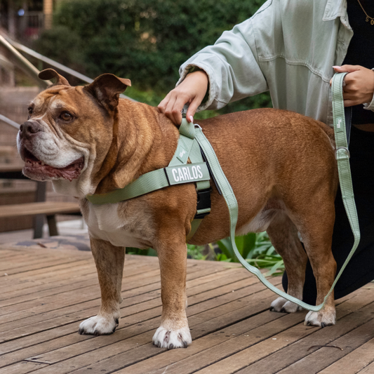 To Leash or Not to Leash? What Your Dog Really Thinks