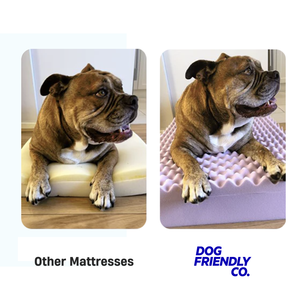 Premium Orthopedic Memory Foam Dog Bed - Champagne (Small)