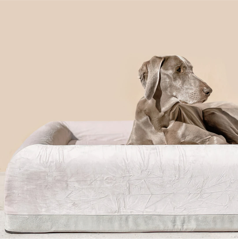 Premium Orthopedic Memory Foam Dog Bed - Champagne (Large)