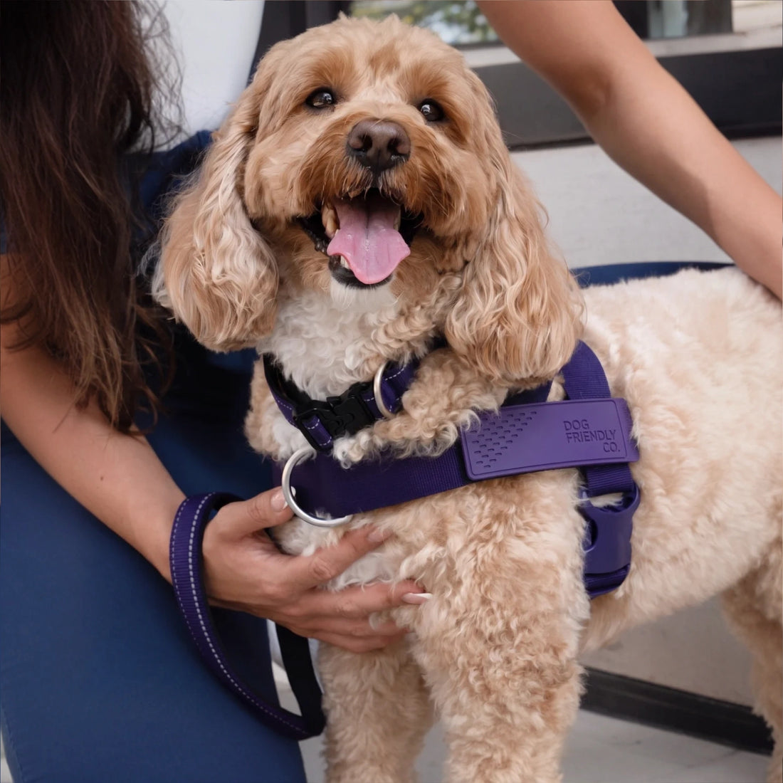 Cockapoo in the Indigo harness and collar, held by its owner