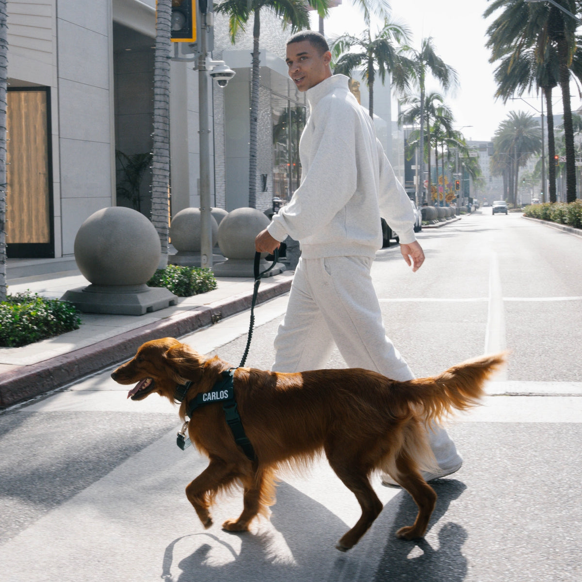 Man walking a golden retriever in the Forest harness with a custom name patch across a street