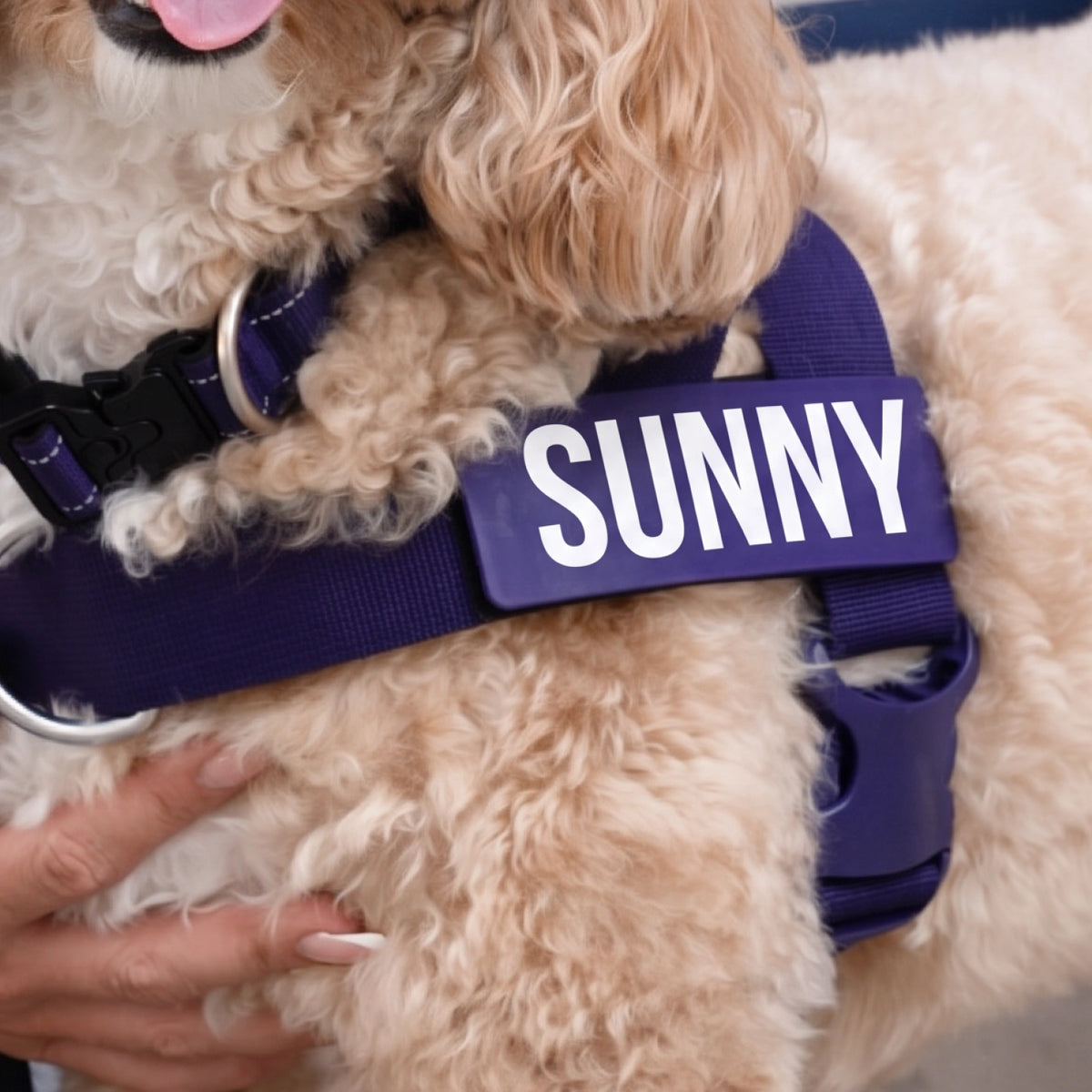 Close-up of the Indigo harness on a curly-haired dog, with the name SUNNY on its custom name patch