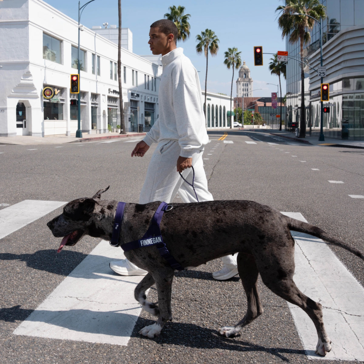 Man walking a Great Dane in the Indigo harness with a custom name patch across a crosswalk