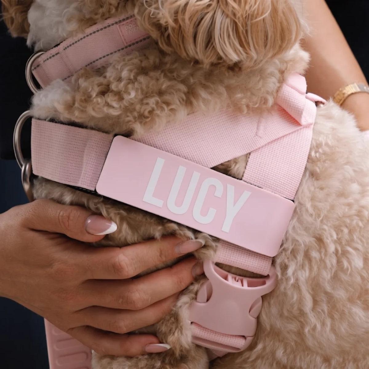Close-up of the Sakura harness on a curly-haired dog, with the name LUCY on its custom name patch