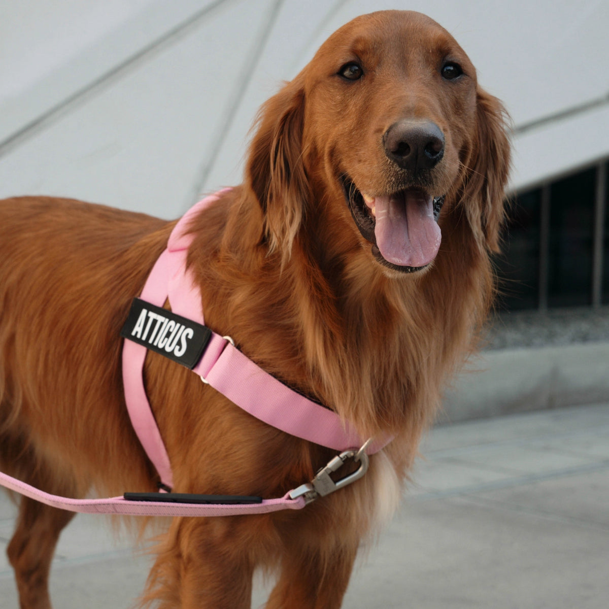 Bungee Dog Leash - Pink