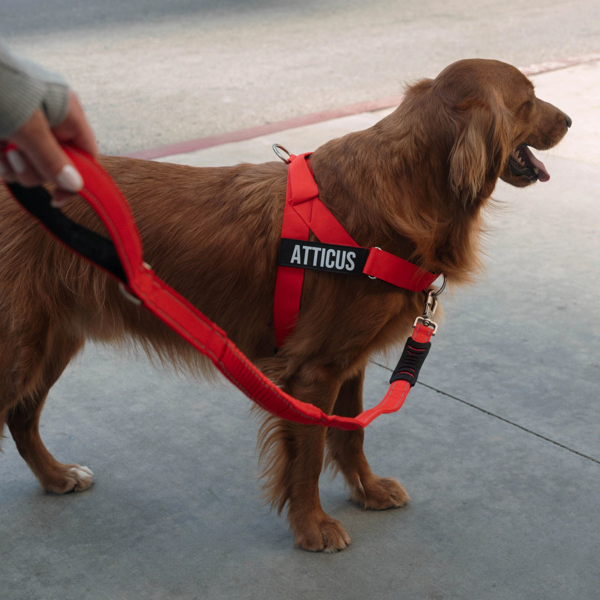 Bungee Dog Leash - Red