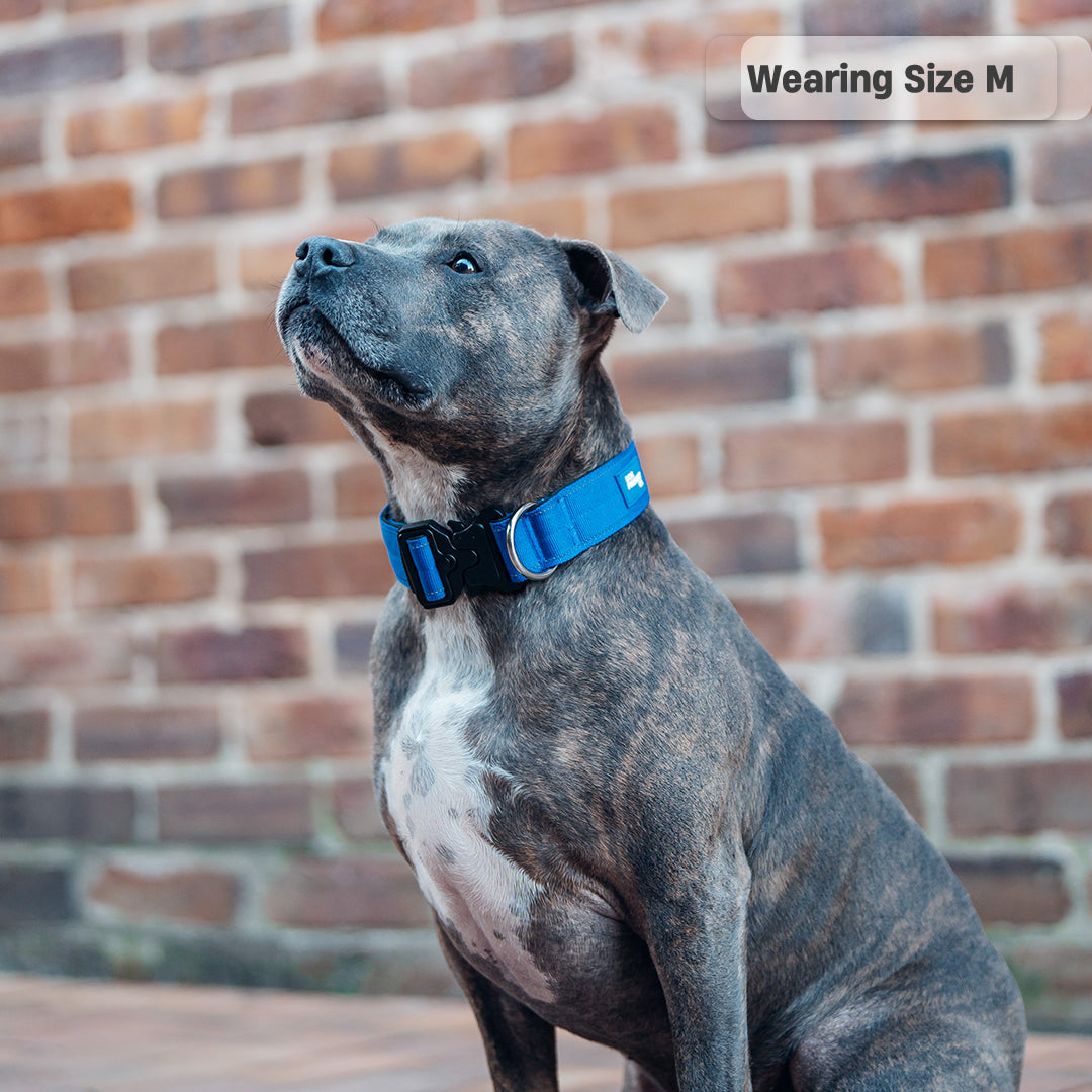 Collar Walk Set - Classic Blue