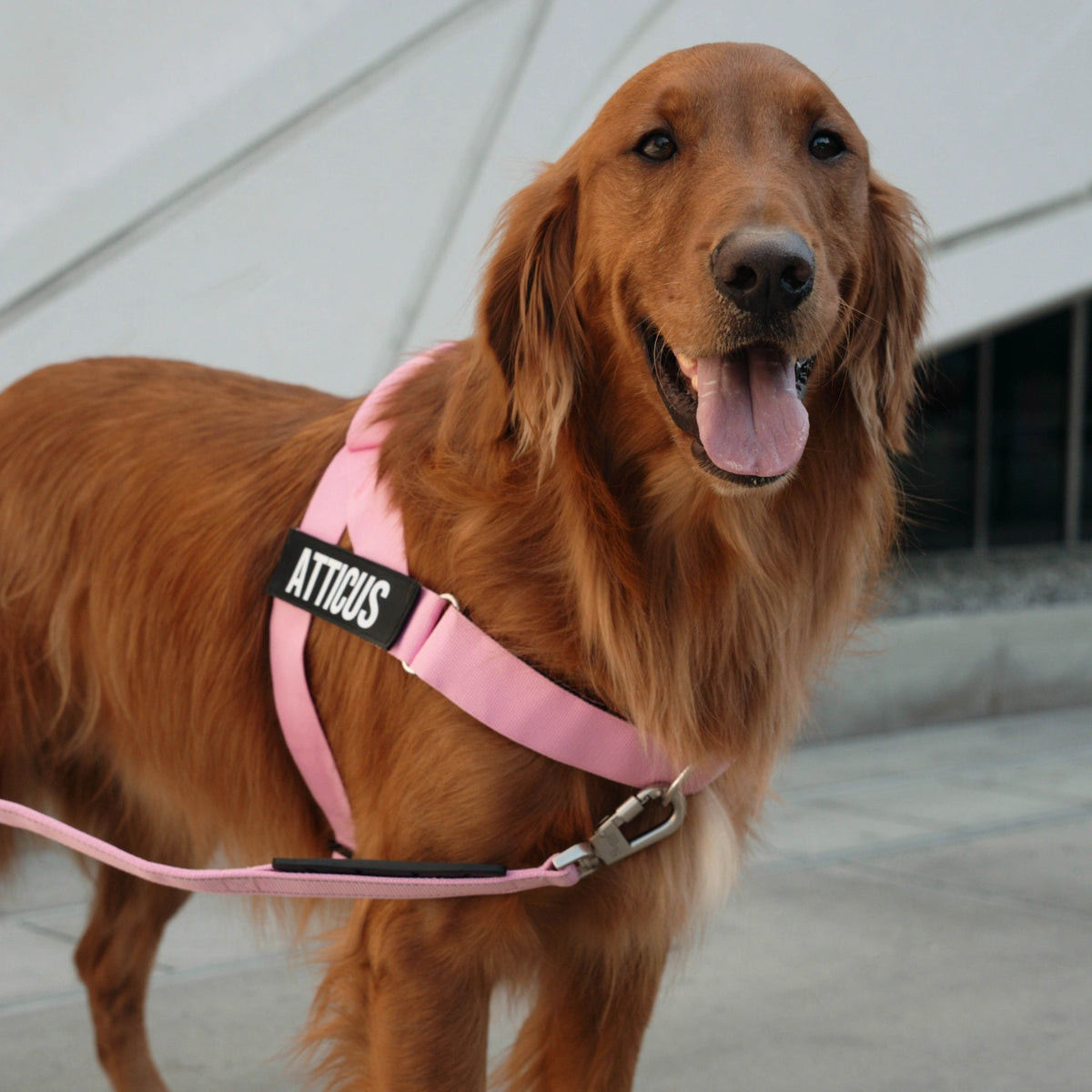 Classic Dog Leash - Pink