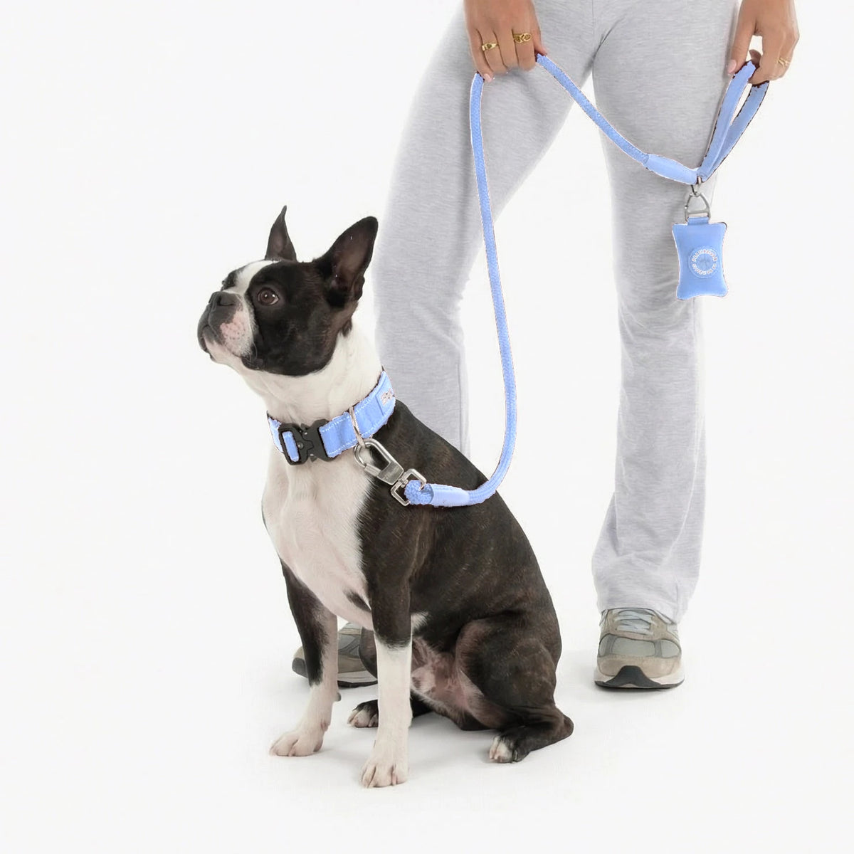 Boston terrier in the Air tactical collar and bungee leash, with the poop bag holder on the leash