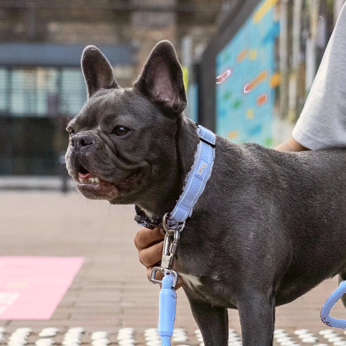 French bulldog in the Air tactical collar and bungee leash
