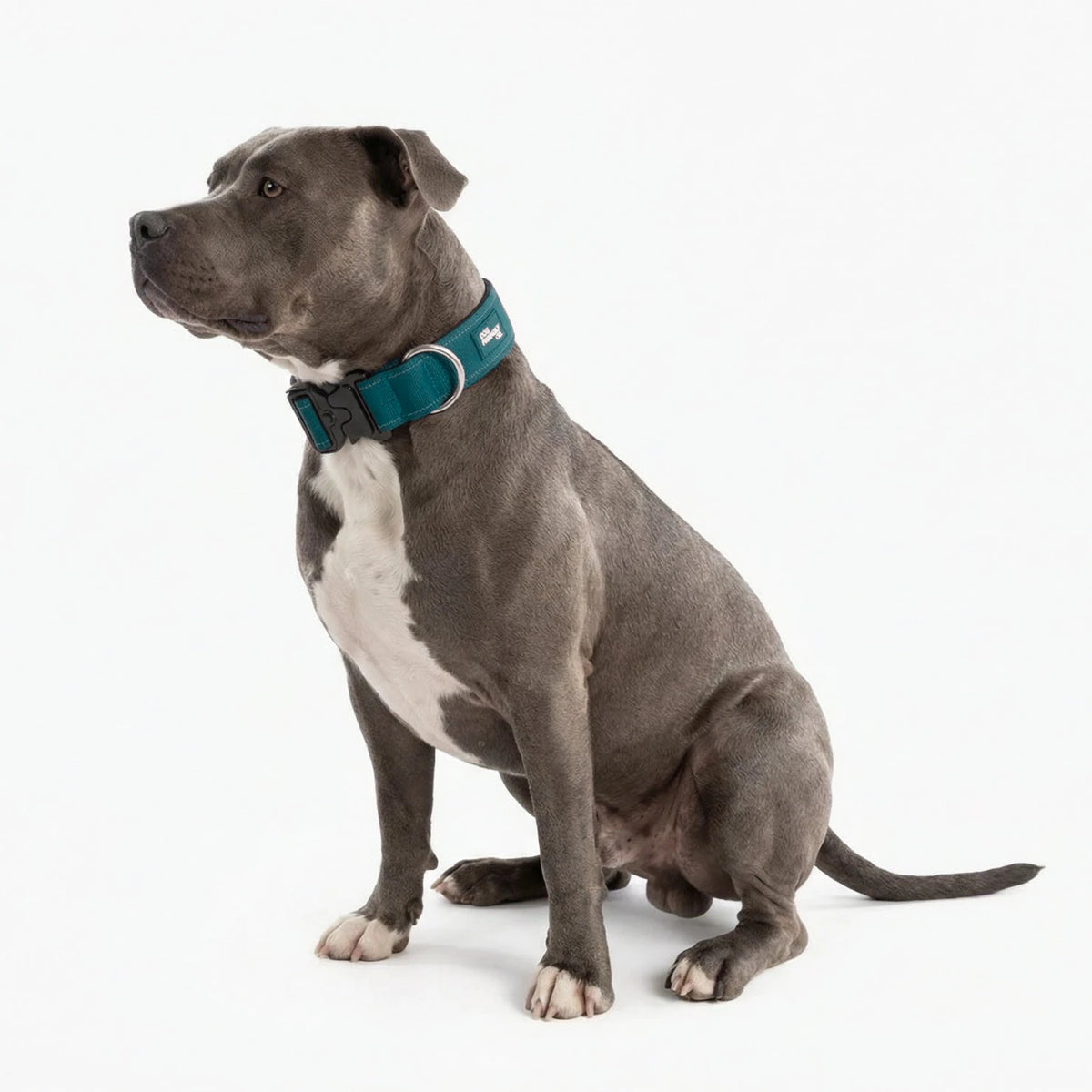 Staffy sitting in the Forest tactical collar