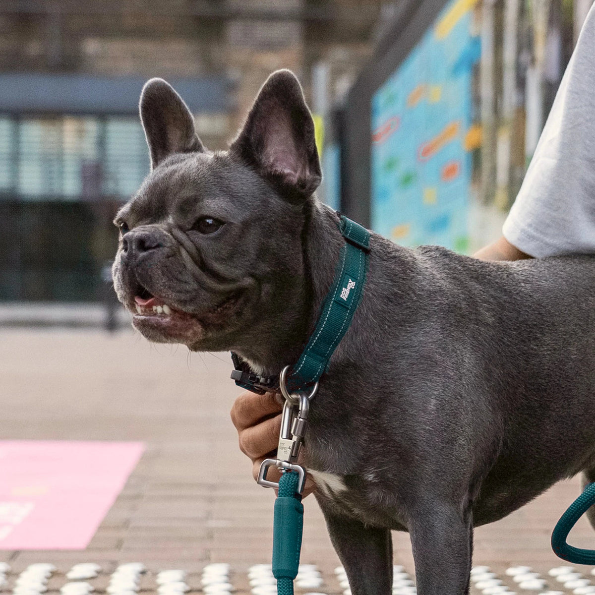 French bulldog in the Forest tactical collar and bungee leash