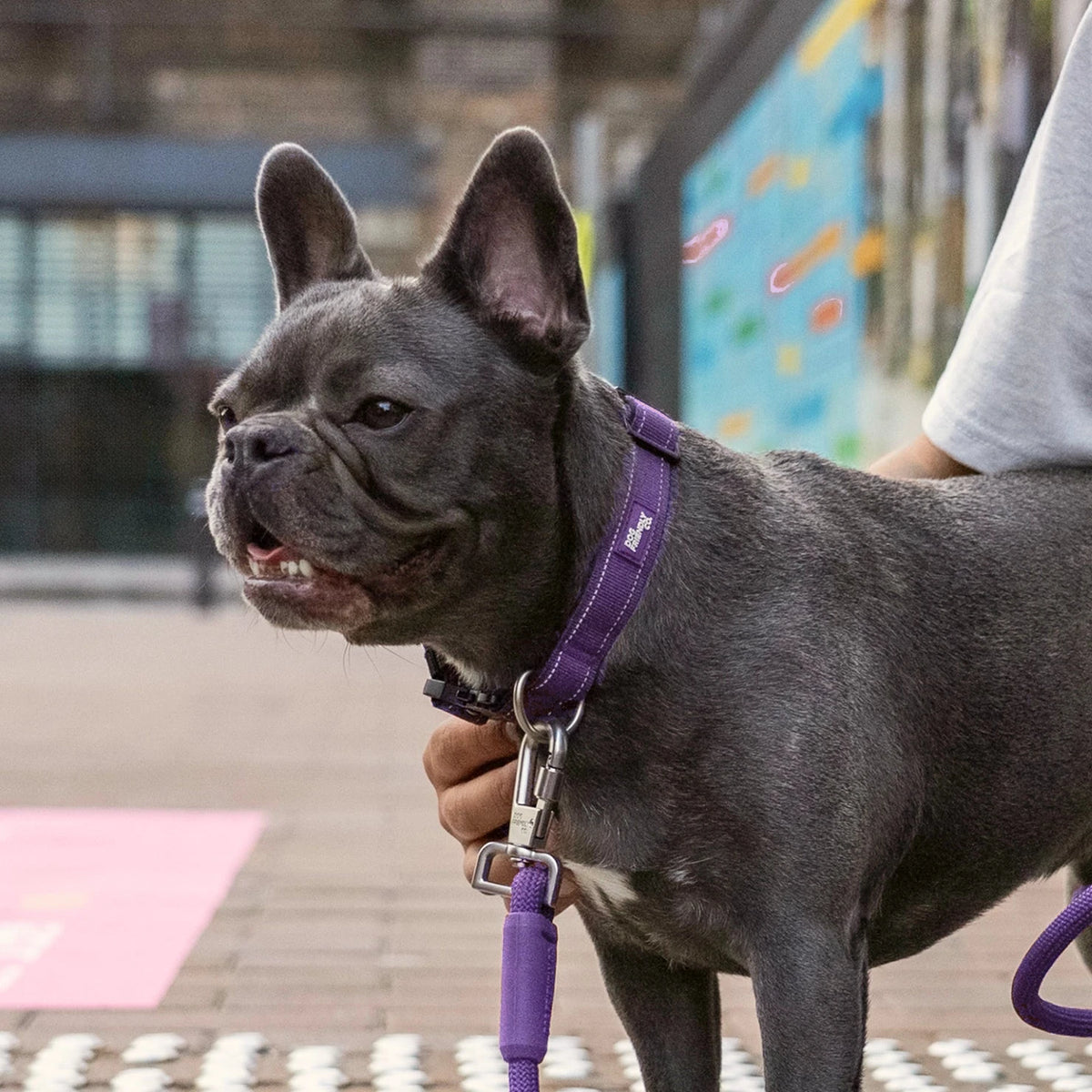 French bulldog in the Indigo tactical collar and bungee leash