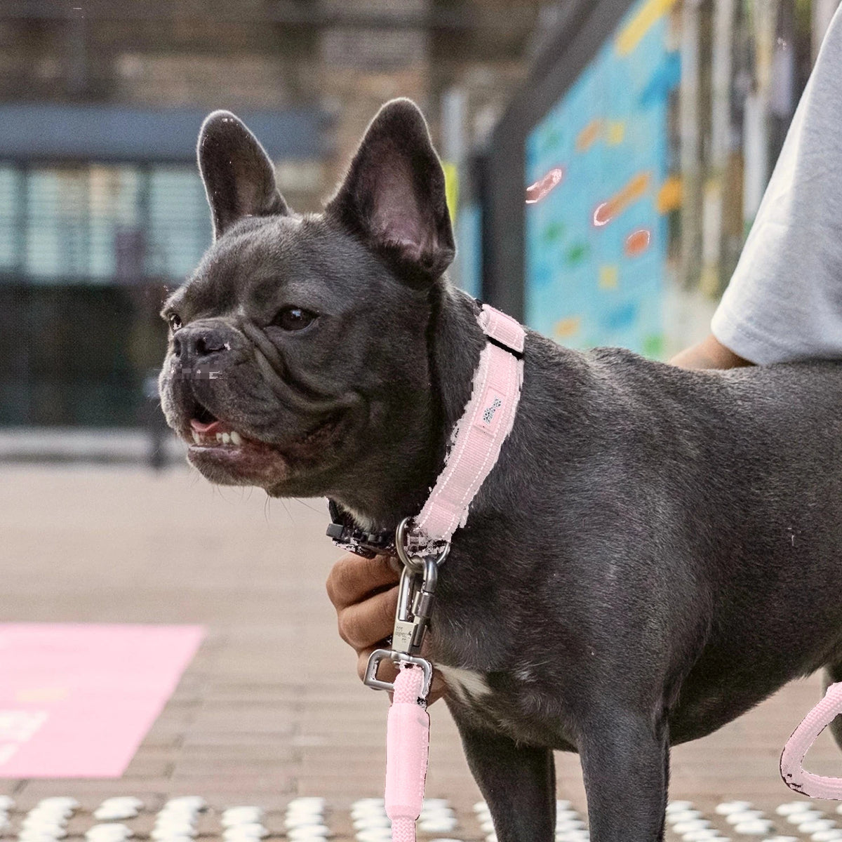 French bulldog in the Sakura tactical collar and bungee leash