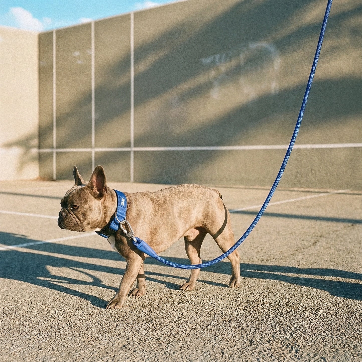 Tactical Dog Collar - Classic Blue