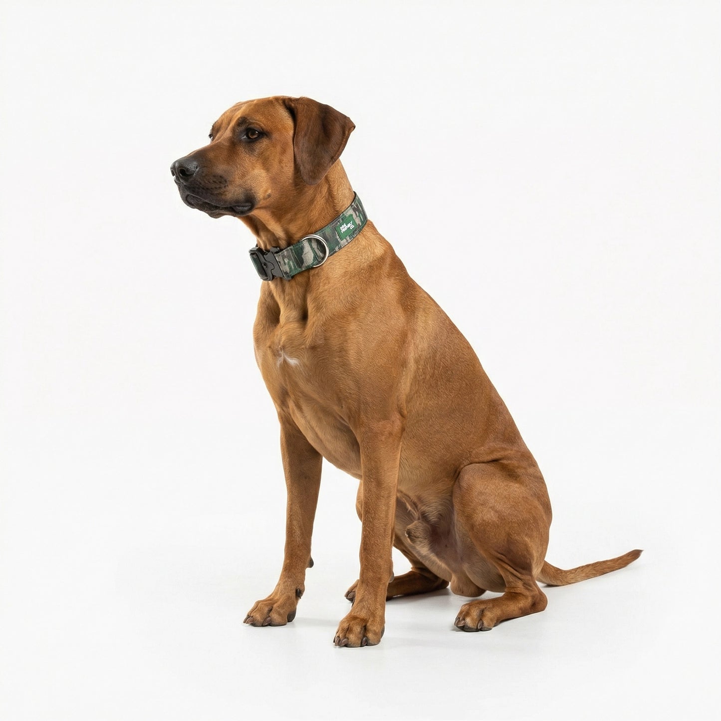 Tactical Dog Collar - Green Camo