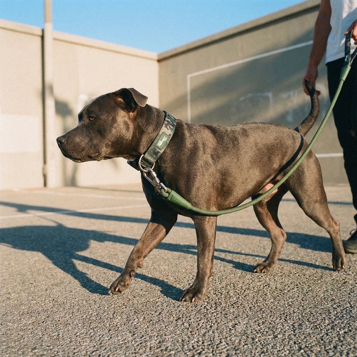 Tactical Dog Collar - Green Camo