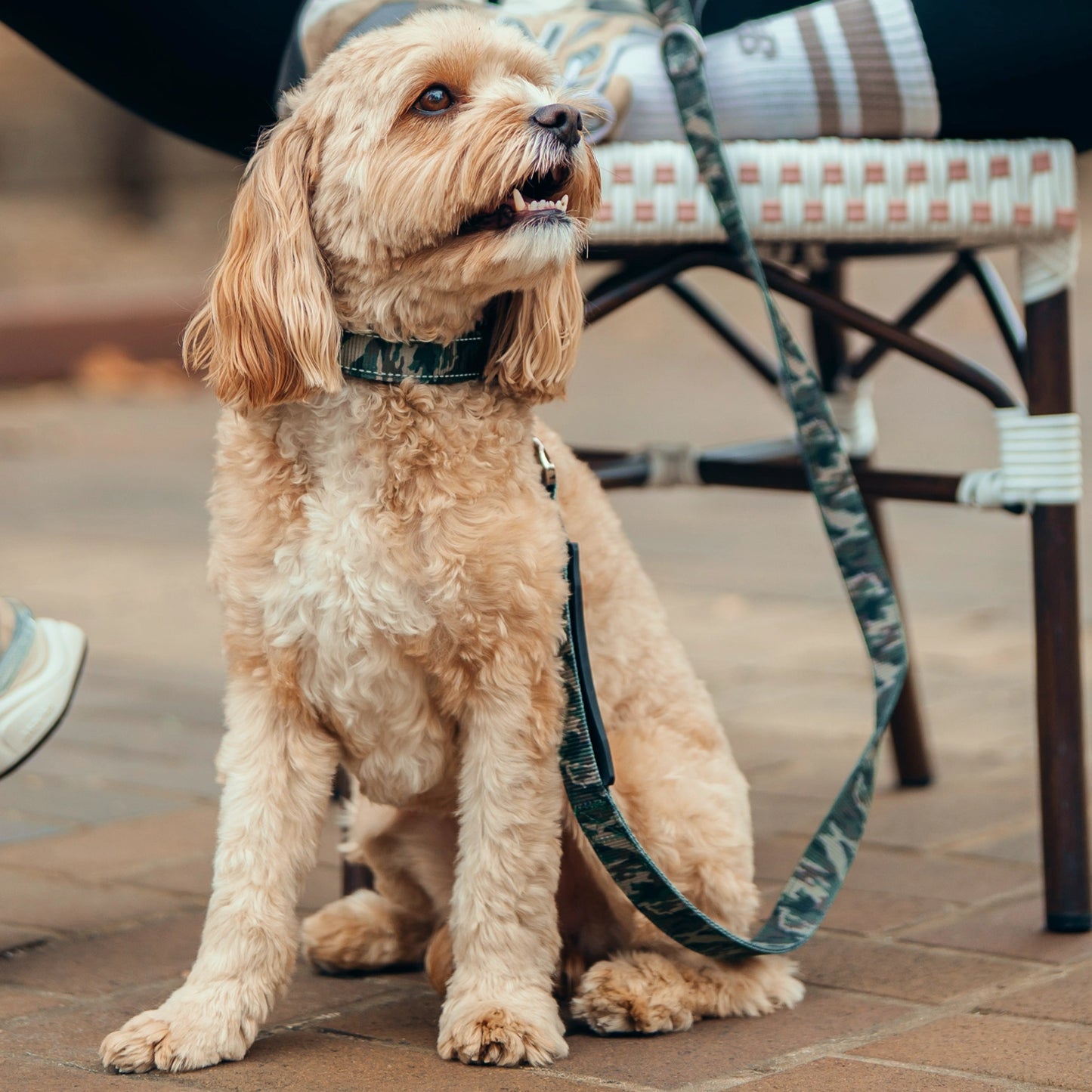 Tactical Dog Collar - Green Camo
