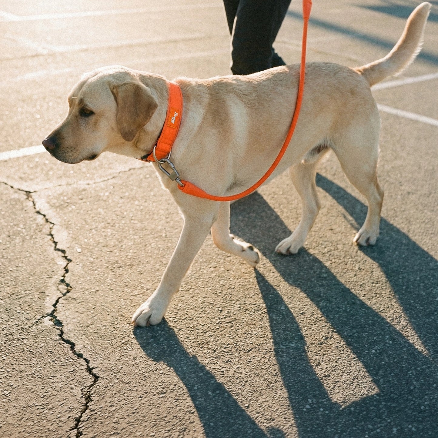 Tactical Dog Collar - Orange