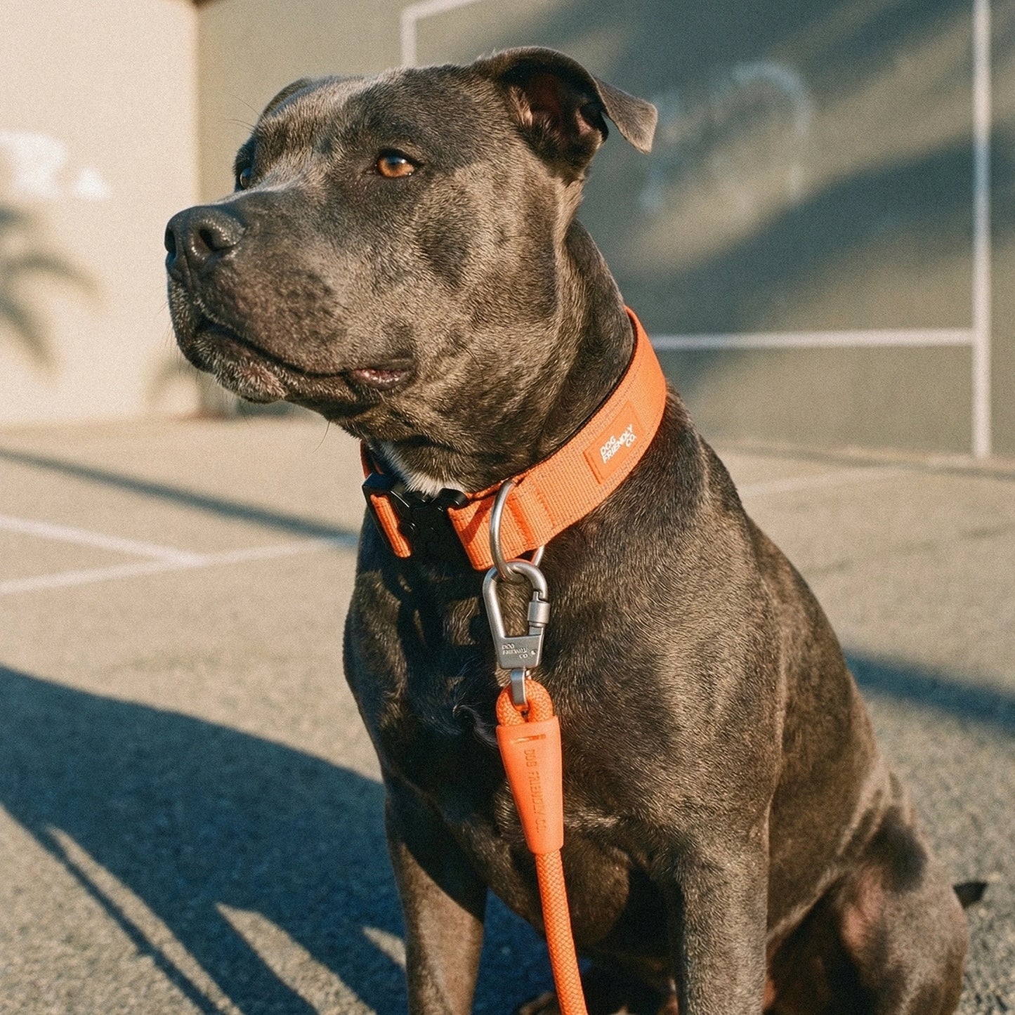 Tactical Dog Collar - Orange