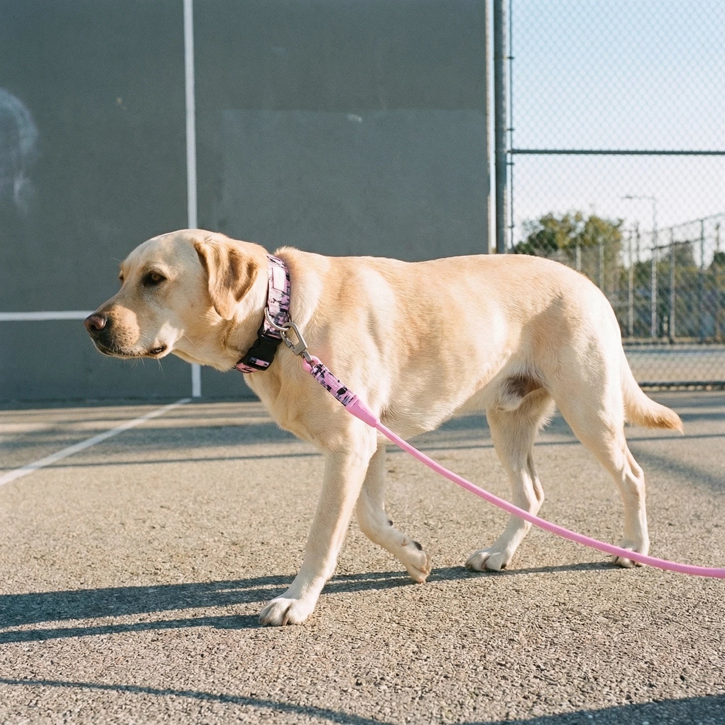Tactical Dog Collar - Pink Camo