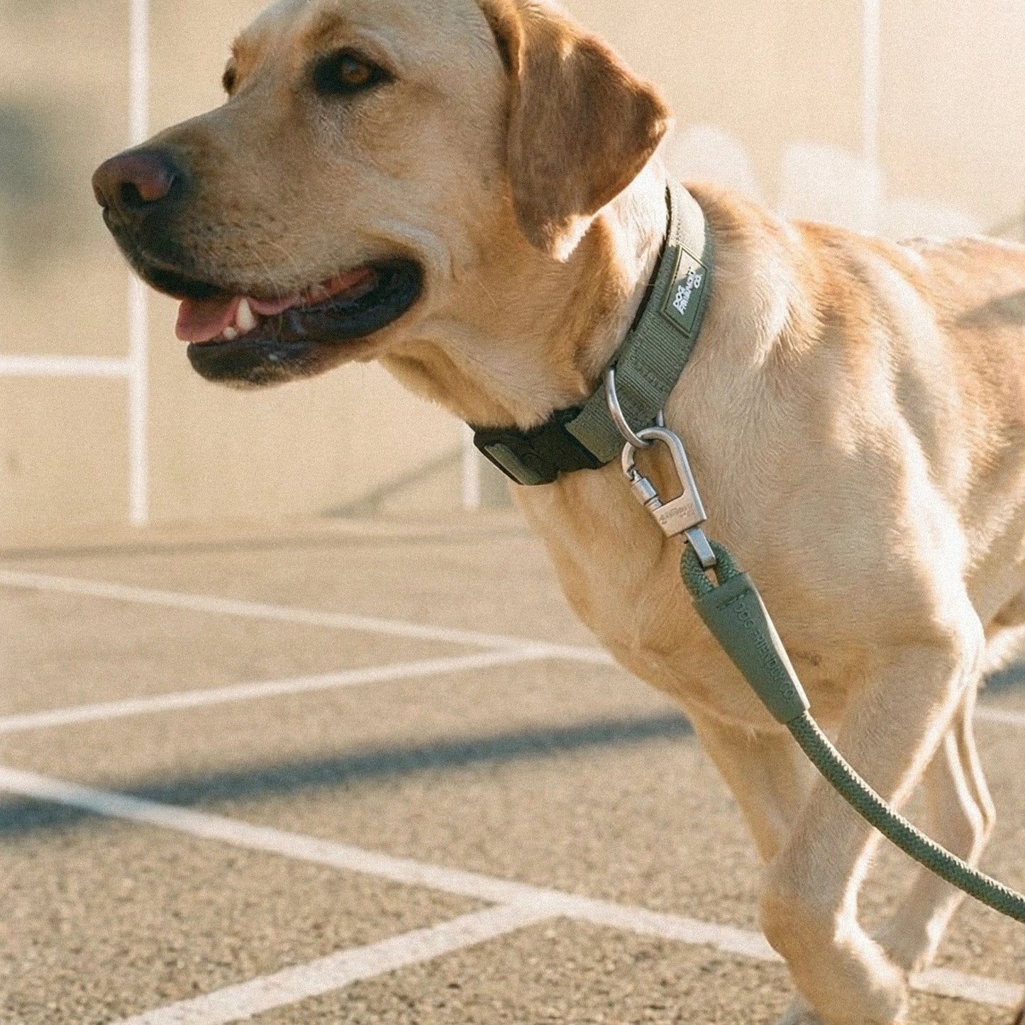 Tactical Dog Collar - Khaki