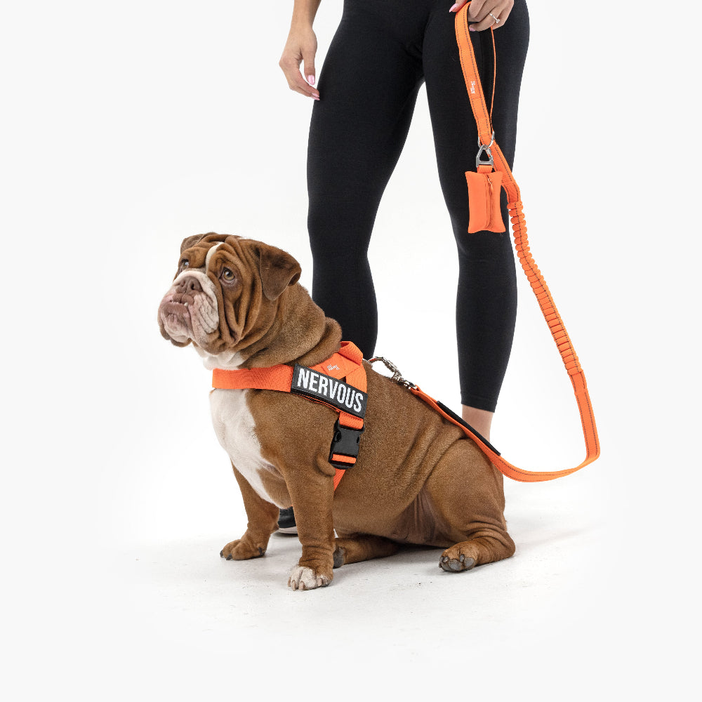 Dog Lovers Pack - Hi-Vis Orange