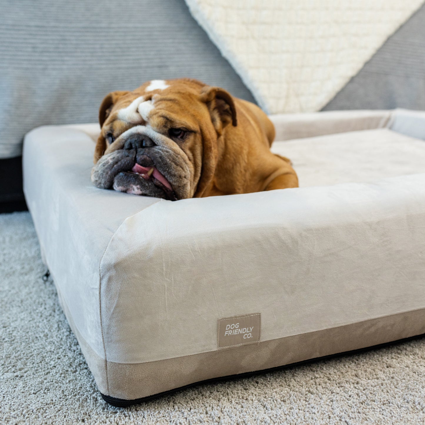 Premium Orthopedic Memory Foam Dog Bed - Champagne (Medium)