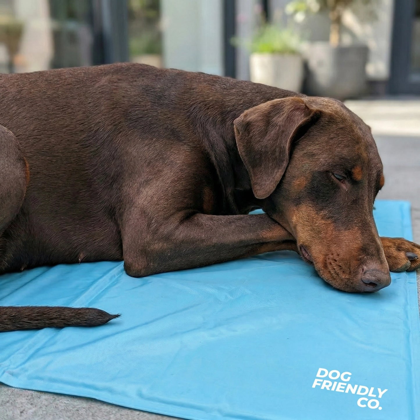 Dog Cooling Mat