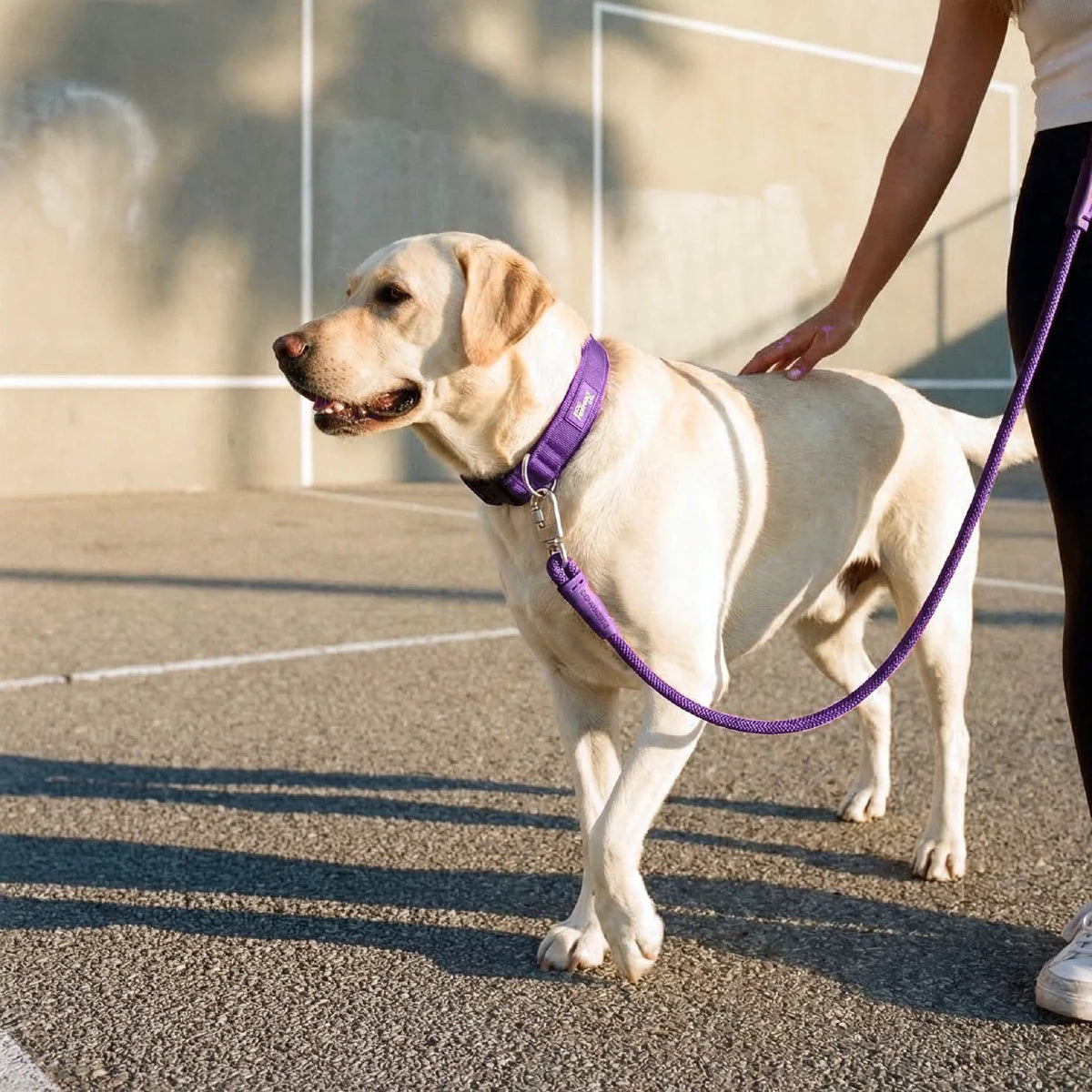 Labrador walking in the sun in the Indigo collar and bungee leash