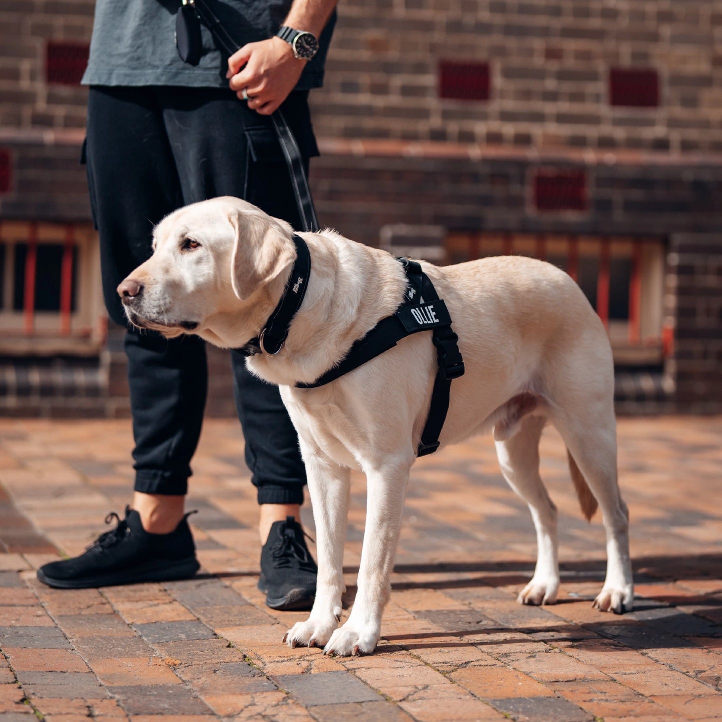 Dog Lovers Pack - Black