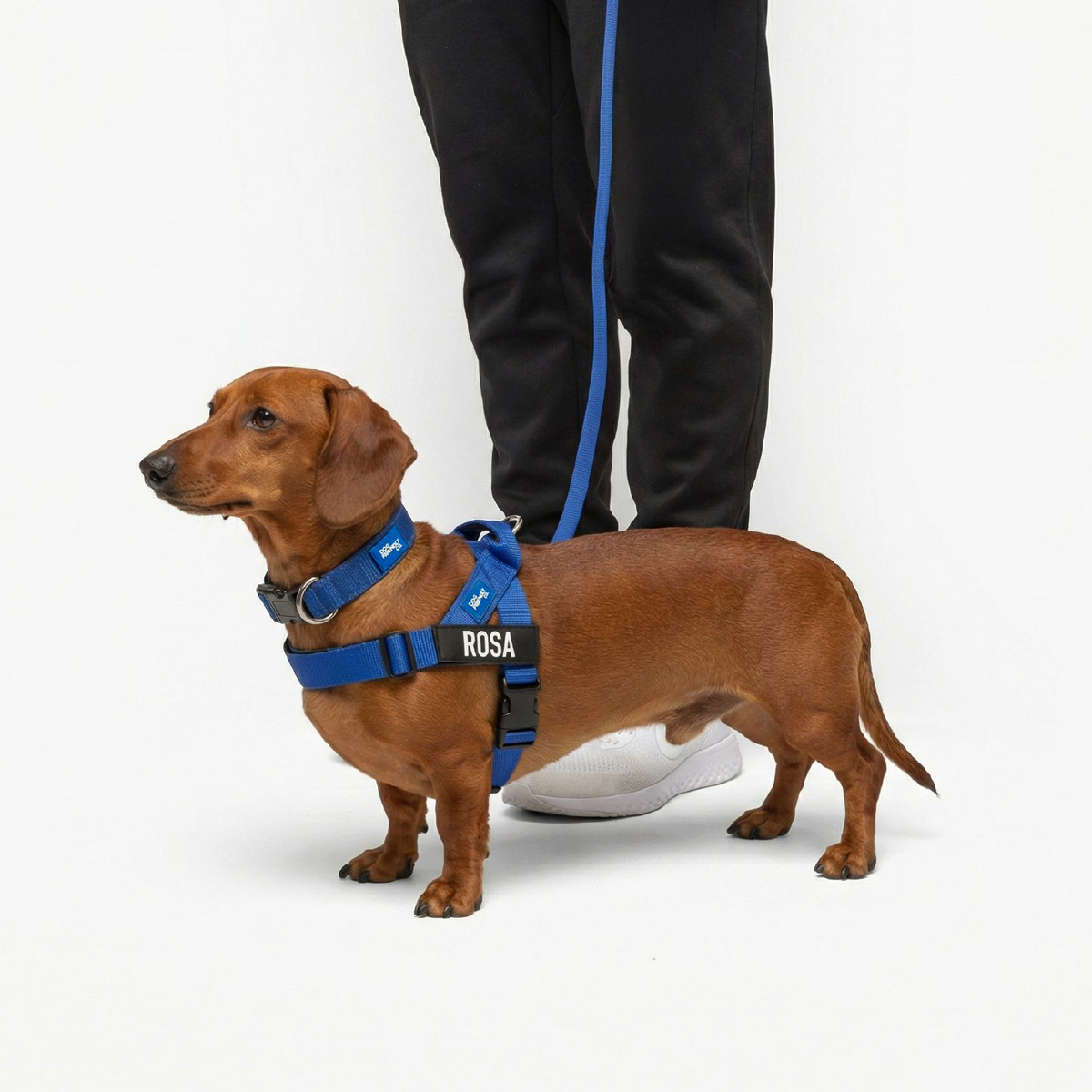 Dog Lovers Pack