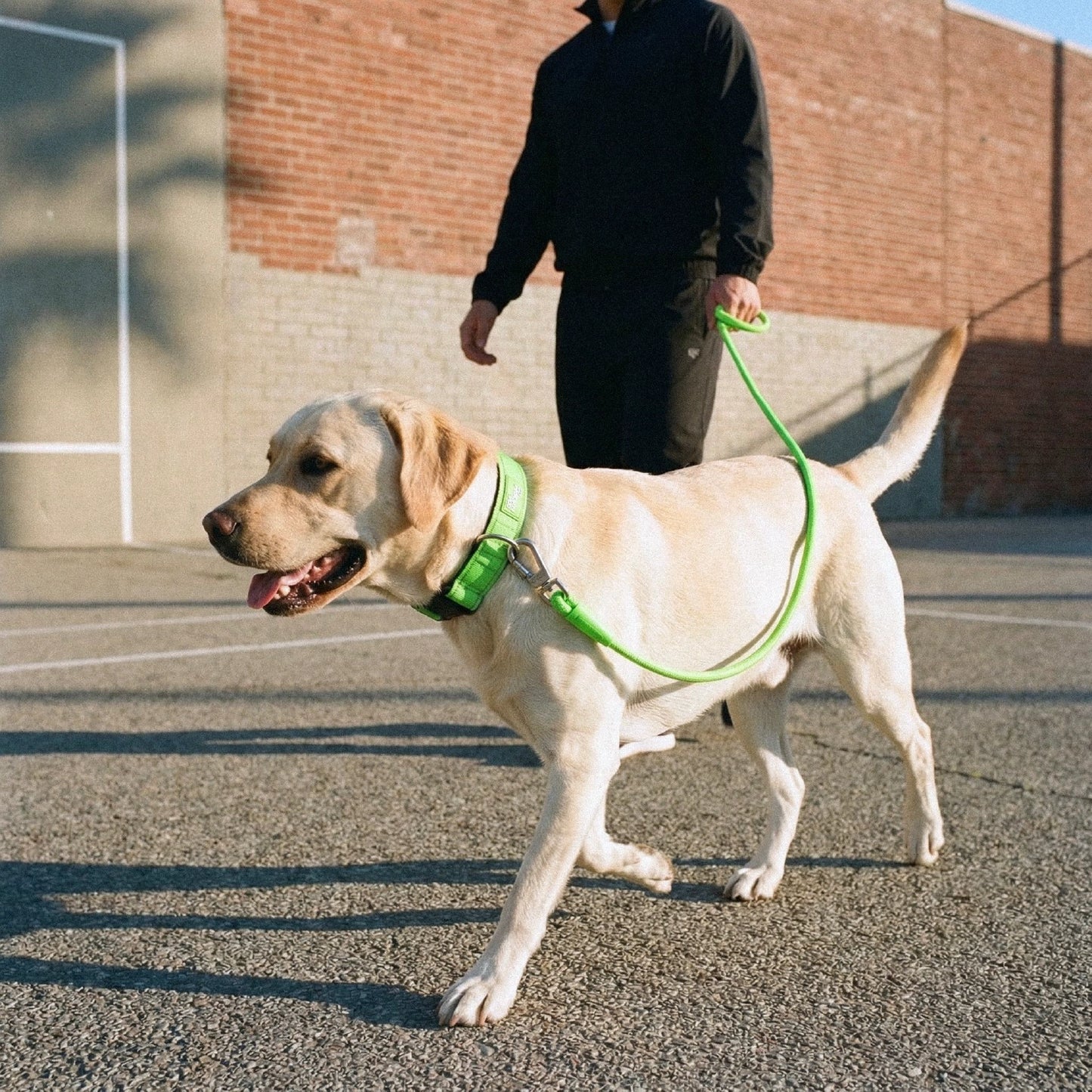Dog Lovers Pack - Neon Green